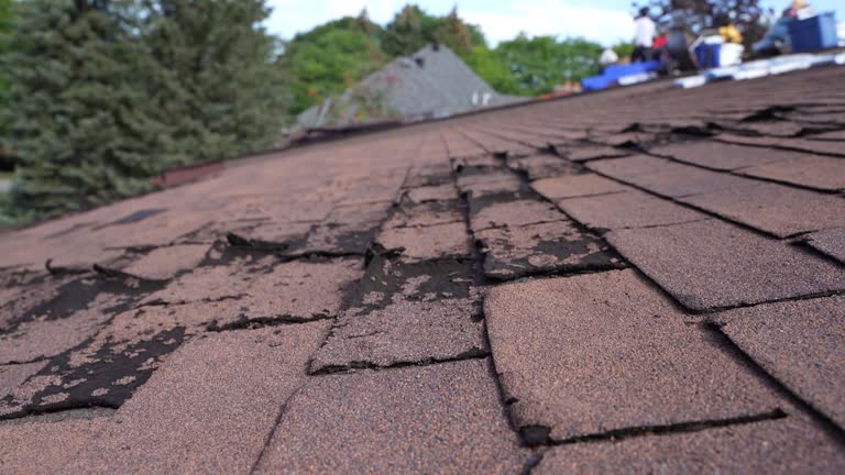 Best Roof Maintenance and Cleaning  in Port Richey, FL